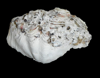 The whole Tridacna maxima valve. The shell was cut in two sections along the maximum growth axis.